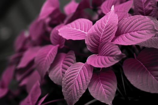 Viva Magenta beautiful view of big leaves. photo