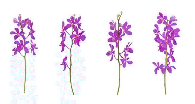 Set of cut out purple mokara orchids stem isolated on the white background photo