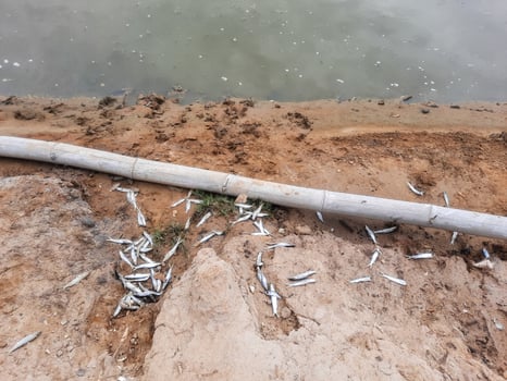 Dead and poisoned small fishes due to water pollution. Toxic emissions impact in aquatic environment. Environmental pollution. Small milkfishes poisoned photo