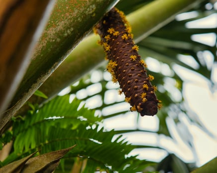 A closeup of the male coco de mer tree, a fertile tree, and flowers can be seen on the male park, Mahe Seychelles photo
