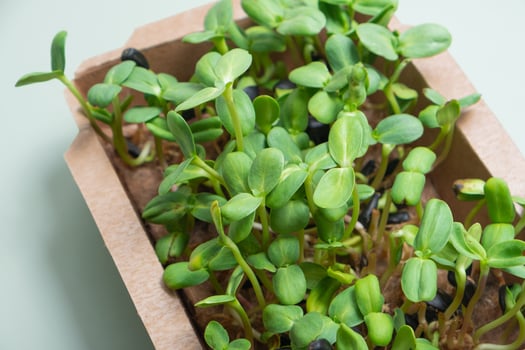 Sprouted microgreen sunflower  sprouts. Superfood close-up photo