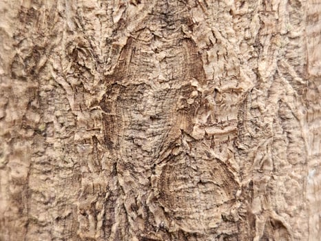 Bark. Houseplant bark. Vintage background of brown bark photo