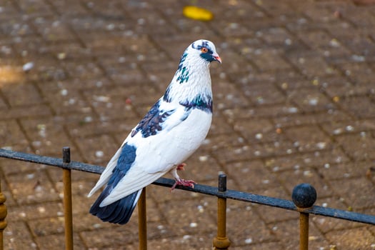 Majestic pigeon bird pigeons birds in Alajuela in Costa Rica. photo