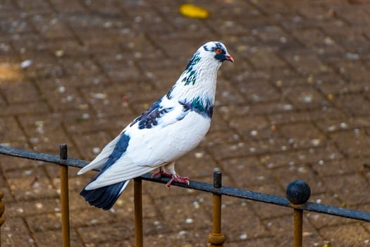 Majestic pigeon bird pigeons birds in Alajuela in Costa Rica. photo
