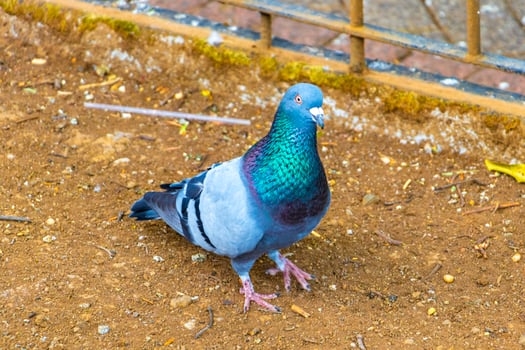 Majestic pigeon bird pigeons birds in Alajuela in Costa Rica. photo