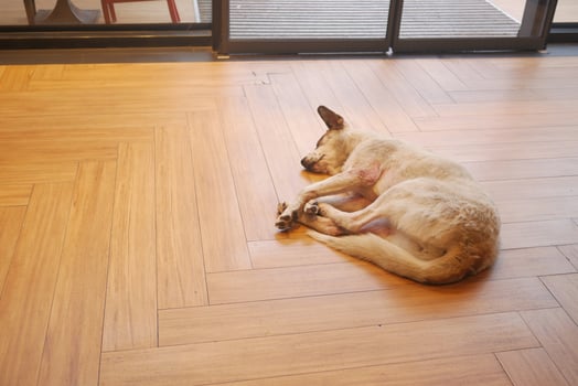Abandoned dog lying on the ground photo