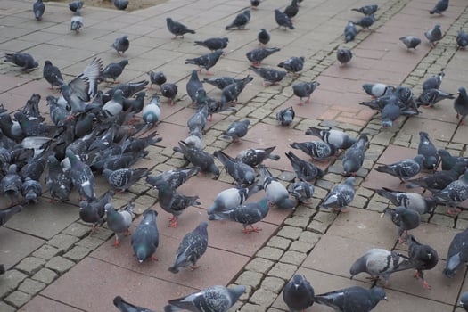 feeding pigeon birds on floor . photo