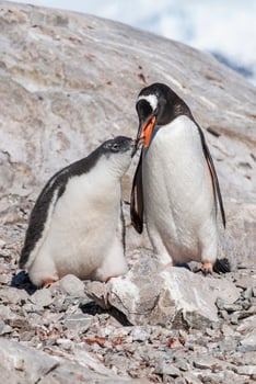 Gentoo Penguin, Neko harbour,Antartica photo