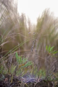 Grass in countryside pampas Argentina photo