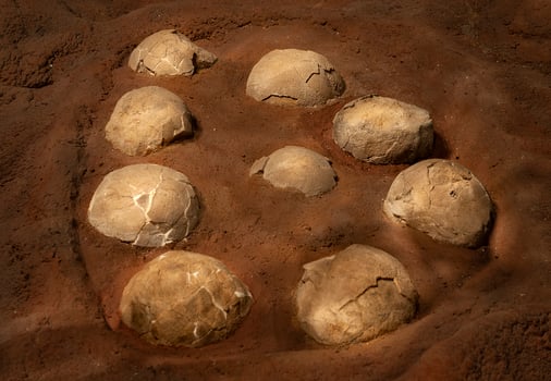 Titanosaurus Australis, fossized eggs, prehistoric animal inhabitant of Patagonia,  Argentina. photo