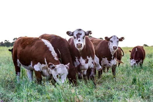 Cattle in the Pampas Countryside, Argentine meat production, La Pampa, Argentina. photo