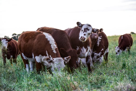 Cattle in the Pampas Countryside, Argentine meat production, La Pampa, Argentina. photo