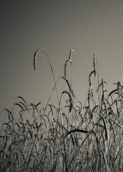 Wheat spikes ,cereal planted in La Pampa, Argentina photo