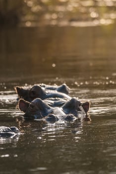 Hippopotamus , Kruger National Park , Africa photo