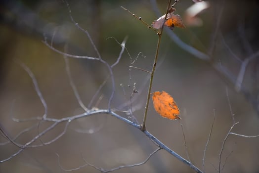 Autumn leaves in the forest, La Pampa Province, Patagonia, Argentina. photo
