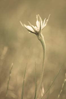 Yellow wild flower in Patagonia, Argentina photo