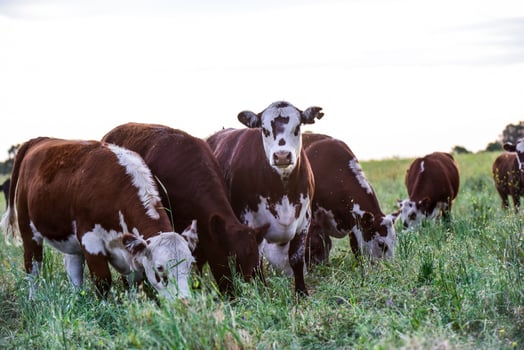 Cattle in the Pampas Countryside, Argentine meat production, La Pampa, Argentina. photo