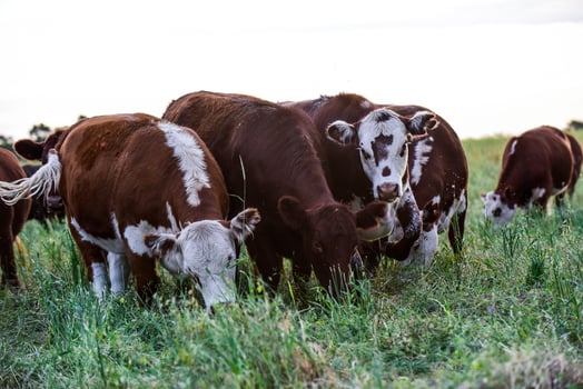 Cattle in the Pampas Countryside, Argentine meat production, La Pampa, Argentina. photo