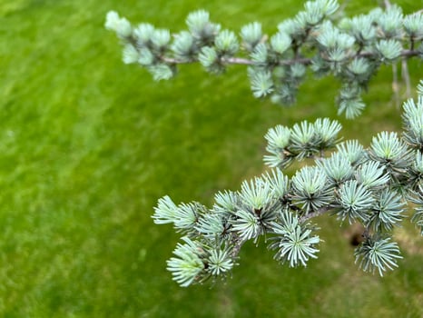 Atlas cedar. Green twig on a background of grass photo