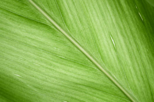 Green leaf and veins texture background, Macro photo green leave