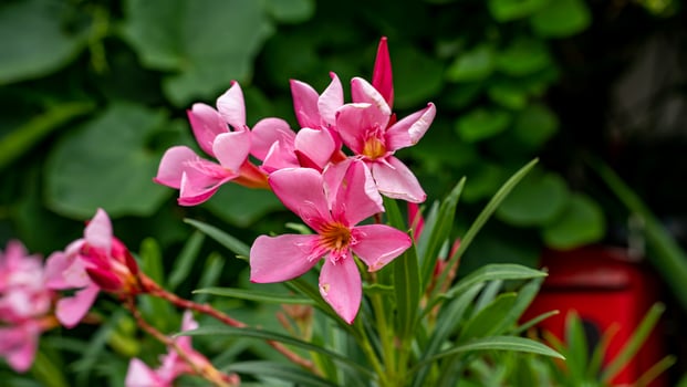 Nerium oleander L. blooming in the garden photo
