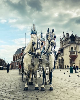 Krakow, Poland - 5th march, 2023 - two beautiful white horse with carriage for tourist tour in central market square in Krakow - historical city in Poland. photo