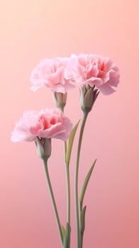 Carnation Dianthus caryophyllus flower blurred background. photo