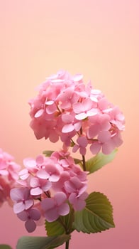 Hydrangea paniculata flower blurred background. photo