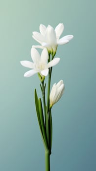 Tuberose flower blurred background. photo