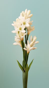 Tuberose flower blurred background. photo
