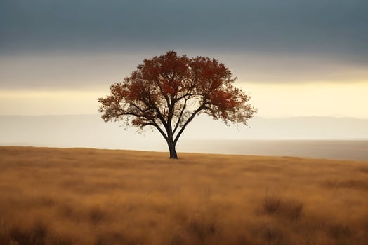 Free Lone tree. photo