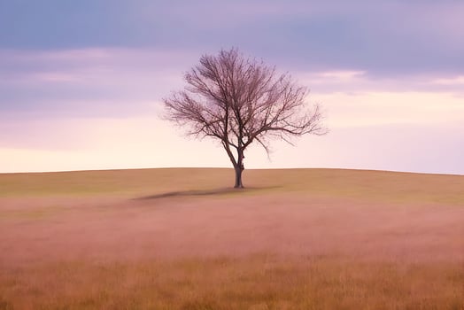 Free Lone tree. photo