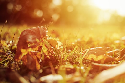 Autumn maple leaves on the ground. Autumn background photo