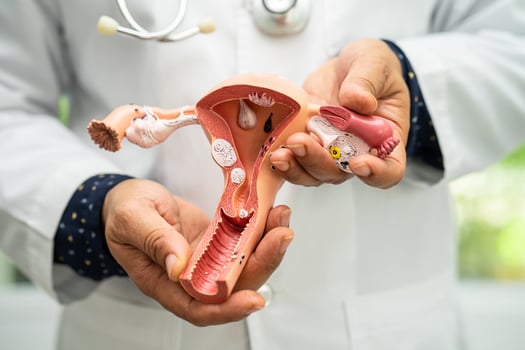 Uterus, doctor holding anatomy model for study diagnosis and treatment in hospital. photo