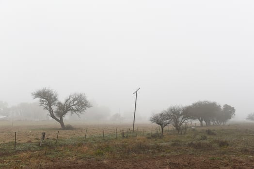 Lonely tree in thick fog at dawn, in Pampas Landscape, La Pampa Province, Patagonia, Argentina. photo