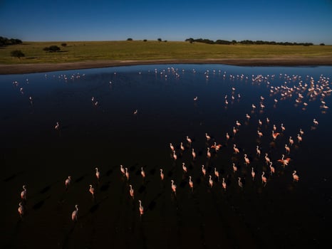 Flamingos in patagonia , Aerial View photo