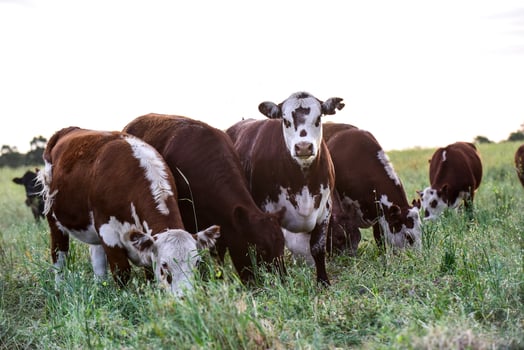 Cows in Countryside, Pampas, Argentina photo