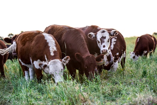 Cattle breeding in the Province of Buenos Aires, Argentina photo