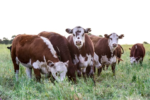 Cattle breeding in the Province of Buenos Aires, Argentina photo