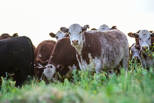 Export steers, fed with natural grass,Pampas,Argentina photo