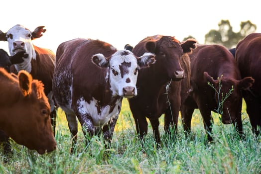 Cows in natural fields, Buenos Aires, Argentina photo