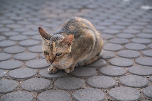 Cutie Stray cat on the street in thailand. photo