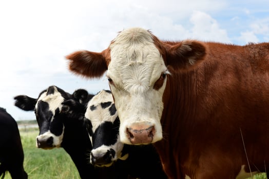 Steers fed on pasture, La Pampa, Argentina photo