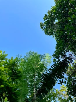 green forest and blue sky photo