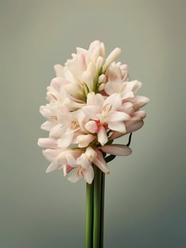 Tuberose flower bridal bouquet blurred background. photo