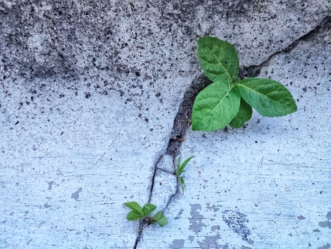 Plants that grow between the cracks in the cement. Nature against the artificial. photo