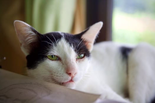 Cat cute animal pet background photo