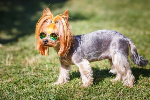 Lovely puppy of Yorkshire Terrier small dog with in rainbow sunglasses on green blurred background photo