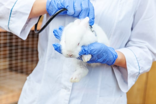 Veterinarian woman with stethoscope holding and examining rabbit on ranch background close up. Bunny in vet hands for check up in natural eco farm. Animal care and ecological farming concept. photo