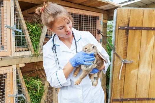 Happy young veterinarian woman with stethoscope holding and examining rabbit on ranch background. Bunny in vet hands for check up in natural eco farm. Animal care and ecological farming concept. photo